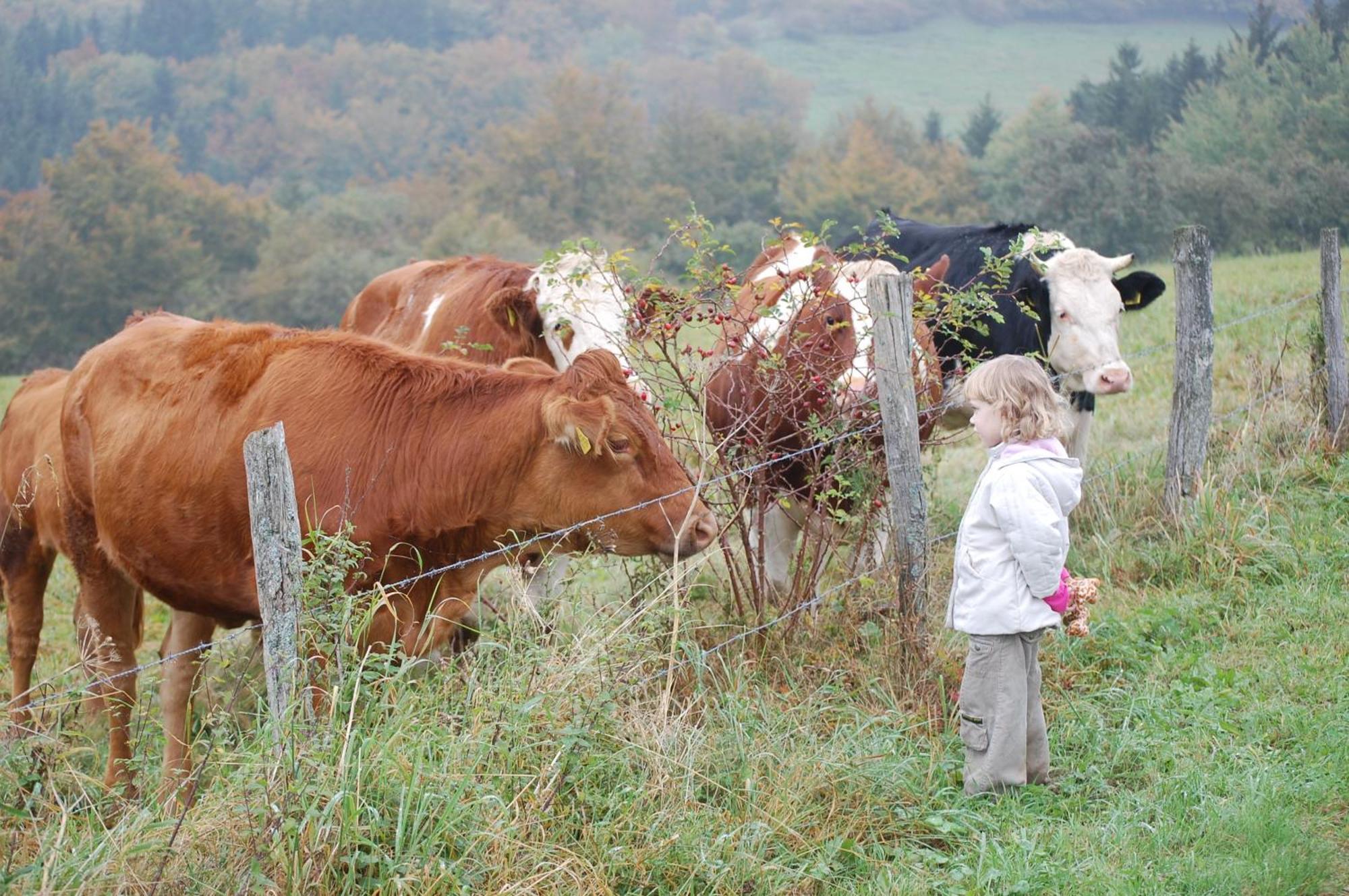 Schweizes Ferienhof Medebach Buitenkant foto